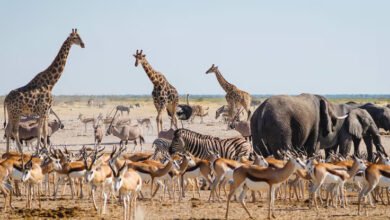 La-Namibie-désignée-meilleure-destination-africaine-pour-les-voyages-authentiques-