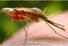 Quatre pays africains représentent plus de la moitié des décès dus au paludisme dans le monde