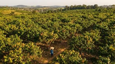 Cacao ivoirien : pourquoi la filière traverse une zone de turbulence en 2026