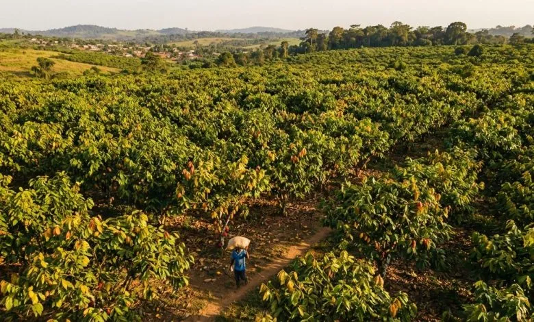 Cacao ivoirien : pourquoi la filière traverse une zone de turbulence en 2026