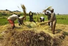Cet Etat africain figure parmi les 30 pays qui nourrissent le monde