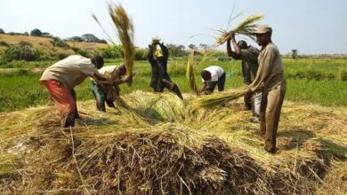 Cet Etat africain figure parmi les 30 pays qui nourrissent le monde