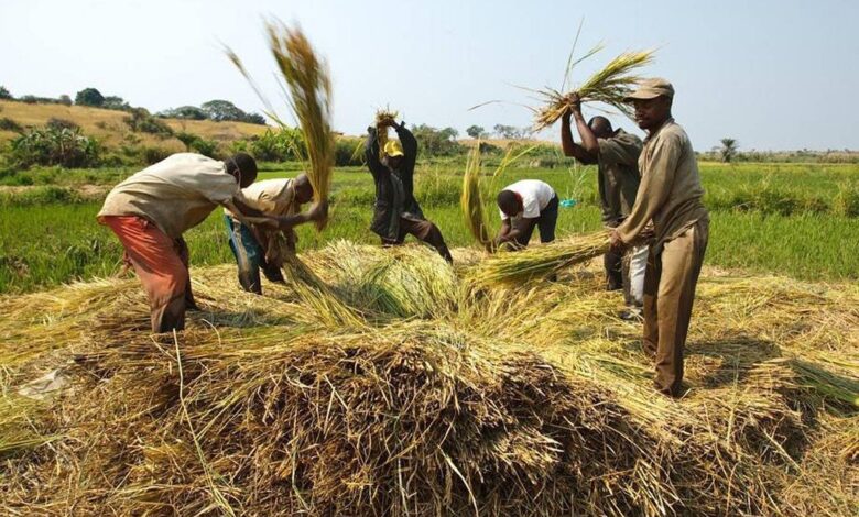 Cet Etat africain figure parmi les 30 pays qui nourrissent le monde