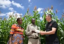 Le-Zimbabwe-verse-146-millions-de-dollars-d_indemnités-aux-agriculteurs-étrangers-