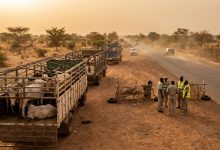 Illustration de camions de bétail contrôlés au Burkina Faso avant la Tabaski