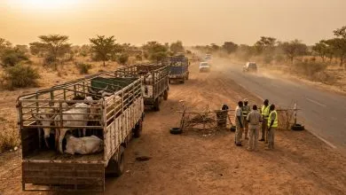 Illustration de camions de bétail contrôlés au Burkina Faso avant la Tabaski