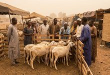 Marché de moutons à Bamako avant la Tabaski