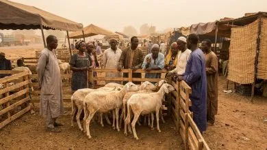 Marché de moutons à Bamako avant la Tabaski