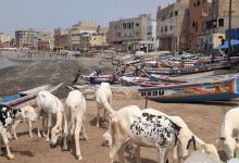 Moutons pour la Tabaski à Ngor, Dakar