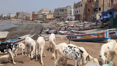 Moutons pour la Tabaski à Ngor, Dakar