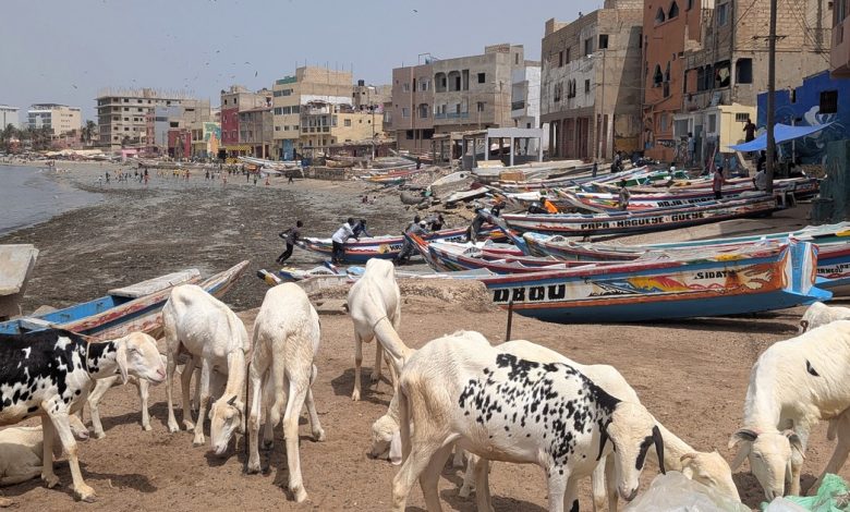Moutons pour la Tabaski à Ngor, Dakar