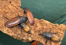 Cafards exotiques sur un morceau d’écorce