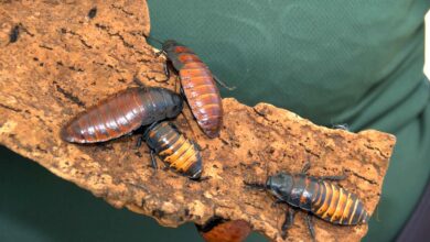 Cafards exotiques sur un morceau d’écorce