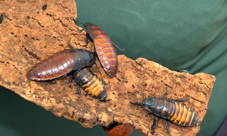 Cafards exotiques sur un morceau d’écorce