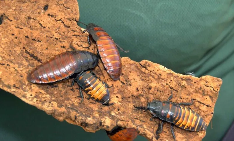 Cafards exotiques sur un morceau d’écorce