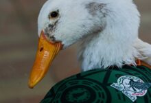 Merlin, le canard supporter du Mexique au Mondial 2026