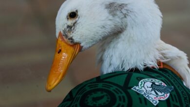 Merlin, le canard supporter du Mexique au Mondial 2026