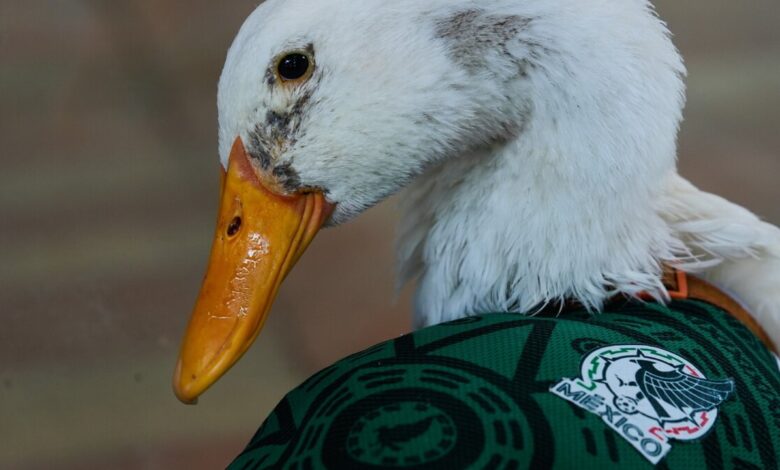 Merlin, le canard supporter du Mexique au Mondial 2026