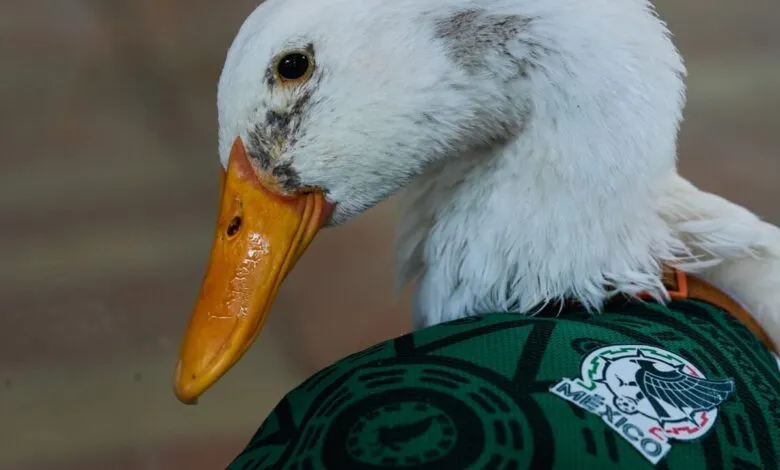 Merlin, le canard supporter du Mexique au Mondial 2026