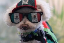 Osito, chien mascotte des supporters au Mondial 2026 à Mexico