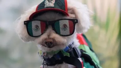 Osito, chien mascotte des supporters au Mondial 2026 à Mexico