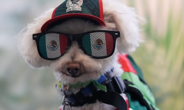 Osito, chien mascotte des supporters au Mondial 2026 à Mexico