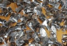 Des scorpions venimeux saisis dans des bagages en Afrique du Sud