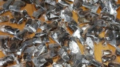 Des scorpions venimeux saisis dans des bagages en Afrique du Sud