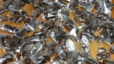 Des scorpions venimeux saisis dans des bagages en Afrique du Sud