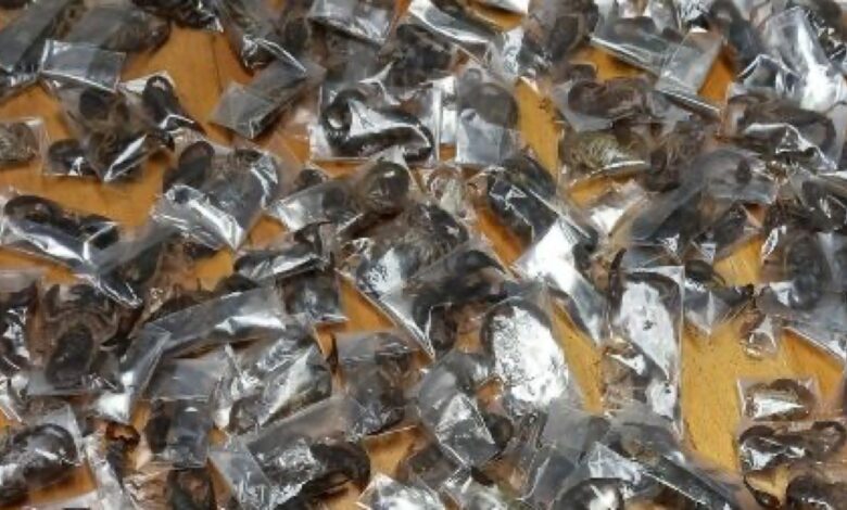 Des scorpions venimeux saisis dans des bagages en Afrique du Sud