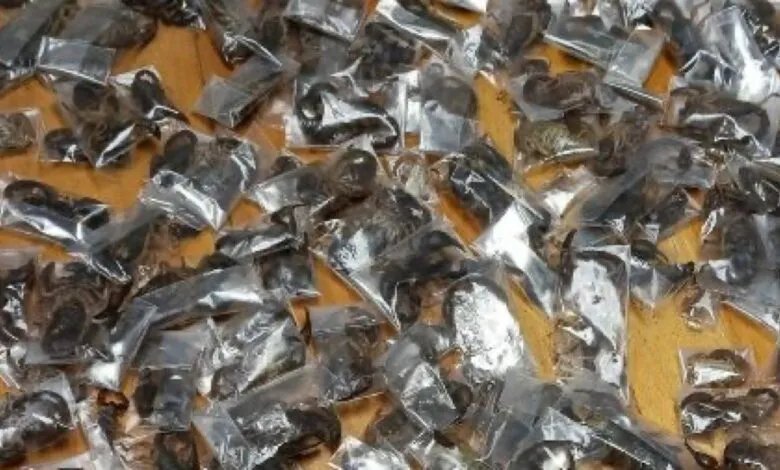 Des scorpions venimeux saisis dans des bagages en Afrique du Sud