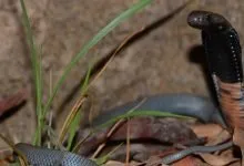 Serpent dressé dans l’herbe, image d’illustration