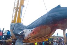 Une baleine échouée évacuée à Muanda, en RDC
