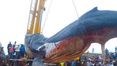 Une baleine échouée évacuée à Muanda, en RDC