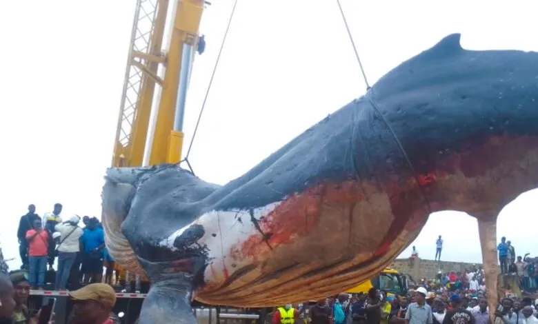 Une baleine échouée évacuée à Muanda, en RDC