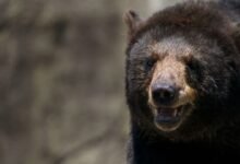 Un ours noir photographié de près