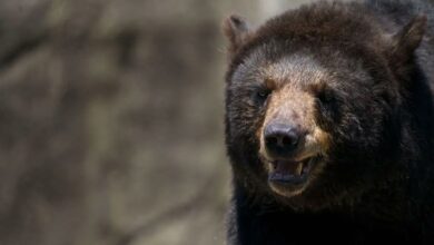 Un ours noir photographié de près