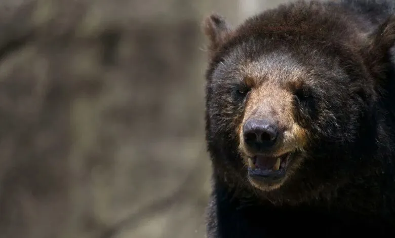 Un ours noir photographié de près
