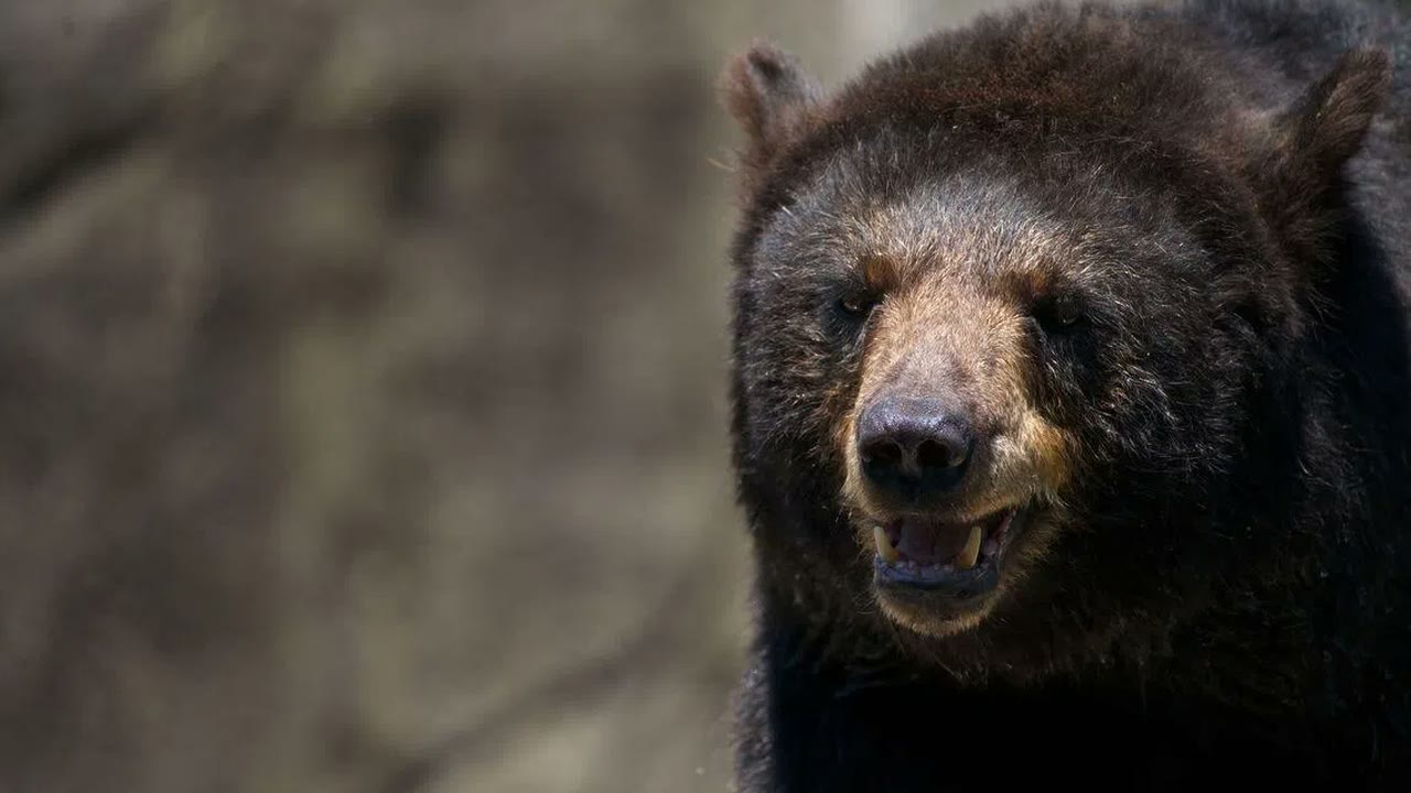 Japon : un ours surpris en train de piller un réfrigérateur