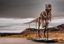 Le squelette de T-Rex surnommé Gus présenté par Sotheby’s