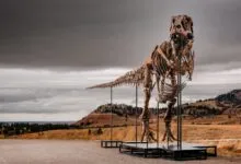 Le squelette de T-Rex surnommé Gus présenté par Sotheby’s