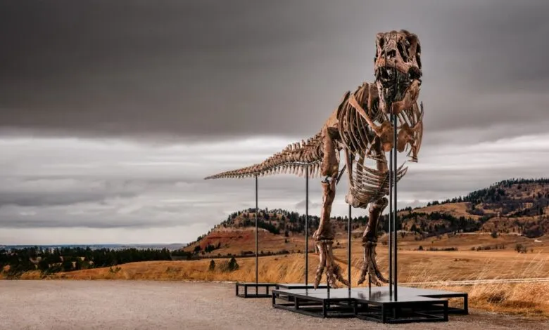 Le squelette de T-Rex surnommé Gus présenté par Sotheby’s