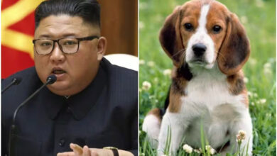 Kim-Jong-un-ordonne-aux-Nord-Coréens-de-«-transformer-leurs-chiens-en-soupe-»-