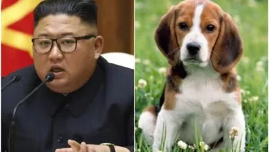 Kim-Jong-un-ordonne-aux-Nord-Coréens-de-«-transformer-leurs-chiens-en-soupe-»-