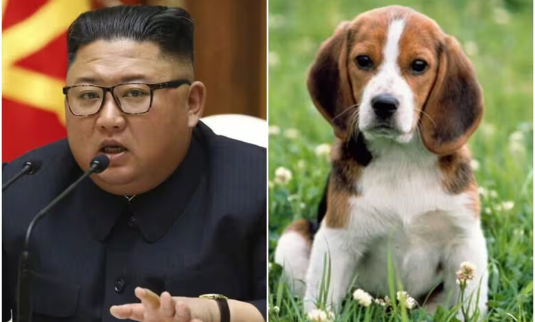 Kim-Jong-un-ordonne-aux-Nord-Coréens-de-«-transformer-leurs-chiens-en-soupe-»-