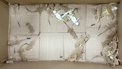 Une femme arrêtée alors qu’elle tentait de franchir une frontière avec 116 reptiles