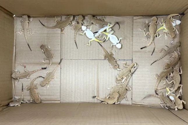 Une femme arrêtée alors qu’elle tentait de franchir une frontière avec 116 reptiles