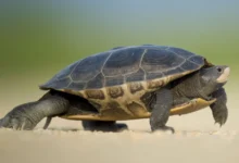Une tortue de 194 ans pourrait détenir des clés pour mieux vieillir chez l&rsquo;humain