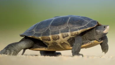 Une tortue de 194 ans pourrait détenir des clés pour mieux vieillir chez l&rsquo;humain