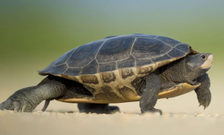 Une tortue de 194 ans pourrait détenir des clés pour mieux vieillir chez l’humain